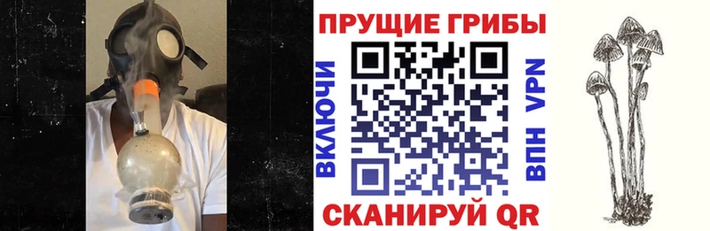 Псилоцибиновые грибы Cubensis где найти наркотики Буинск